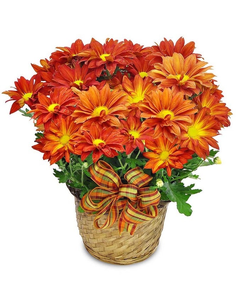 skusku9680783.jpg?1726702039565