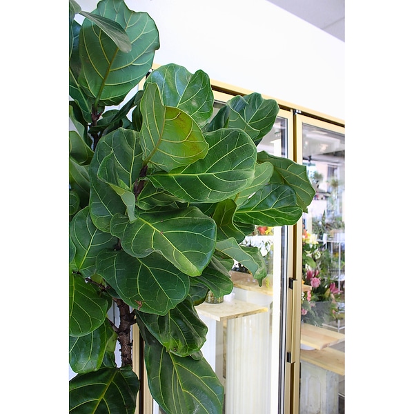 Ficus Lyrata Plant in Gilbert AZ - Lena's Flowers & Gifts