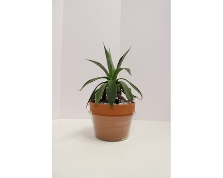 Simply Elegant Spathiphyllum (Peace Lily) - Large in Gilbert AZ