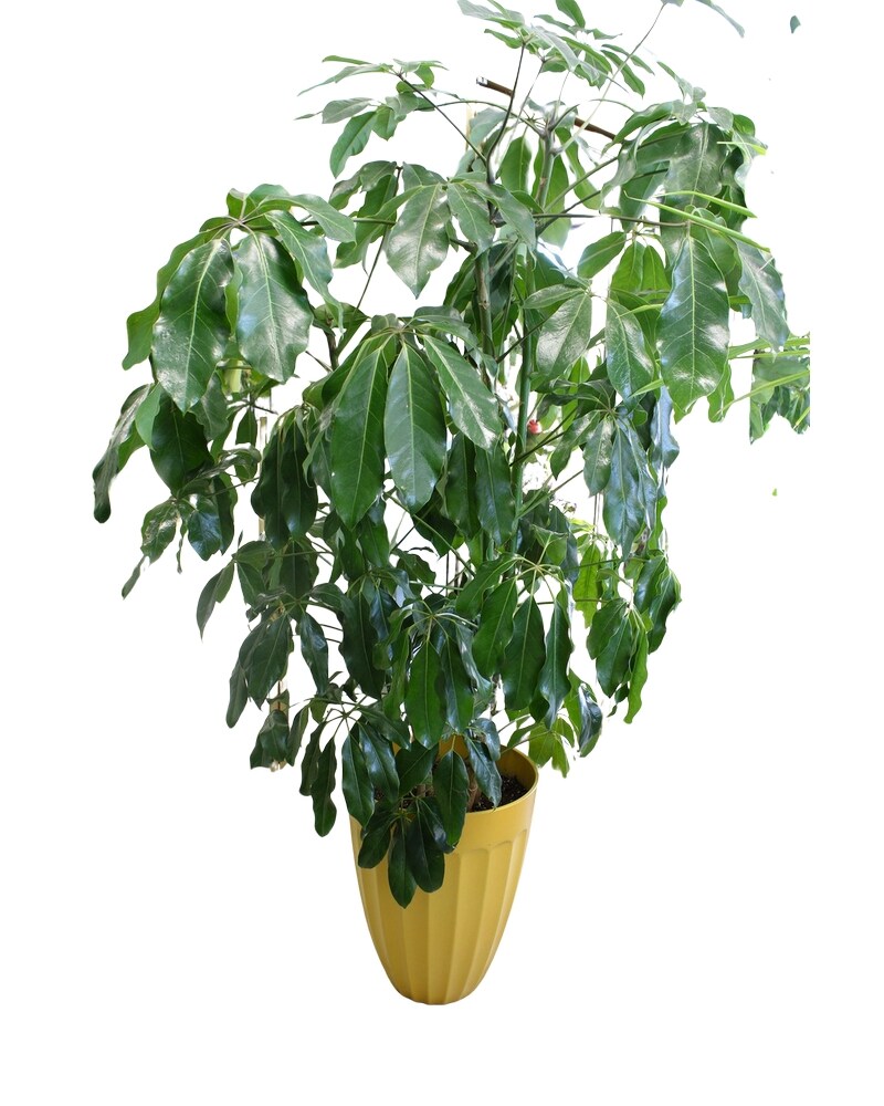 Australian Umbrella Tree in Gilbert AZ - Lena's Flowers & Gifts