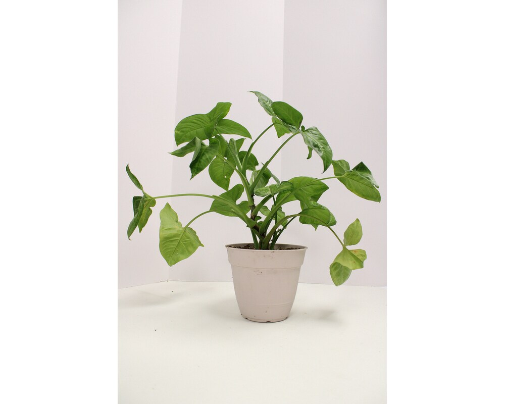 Medium Size Plant in Gilbert AZ - Lena's Flowers & Gifts