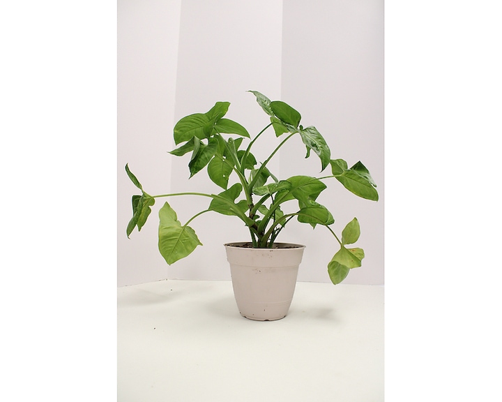 indoor pot mix Tropic Treasure main image 0