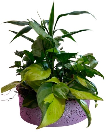 Lavender Lattice planter Plant
