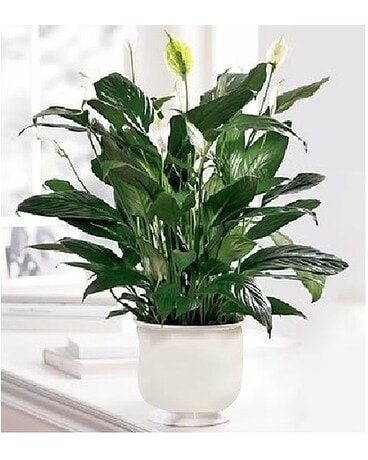 Comfort Planter Plant