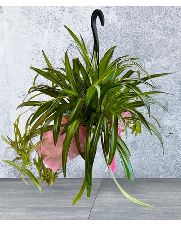 Spider Plant Plant