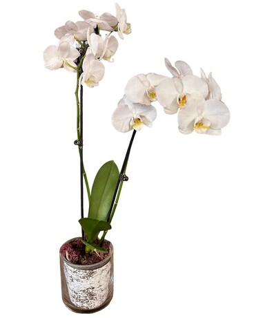 Orchid Plant Plant