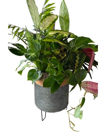 Farmhouse Chic planter Plant