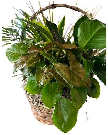 Dishgarden Plant