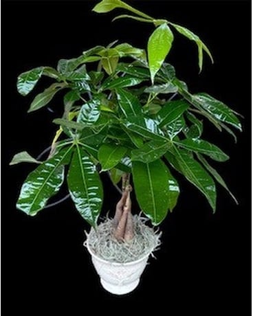 Money Tree Plant