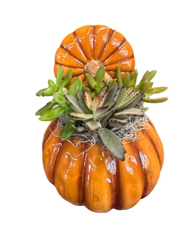 Pumpkin succulent planter Plant