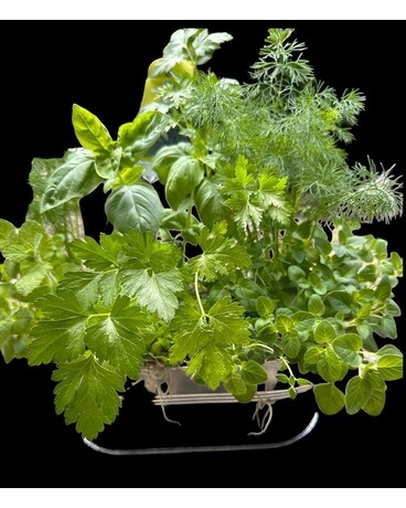 Large Herb Garden Plant