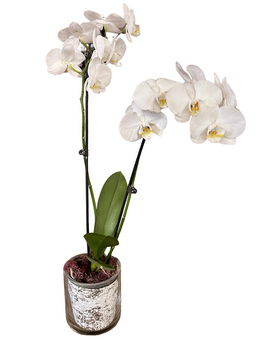 Orchid Plant Plant