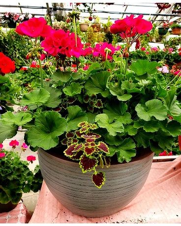 Beautiful Ming Urn Patio Pot Plant