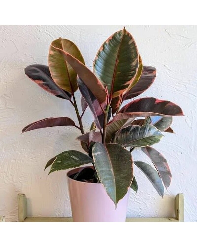 Plants Delivery Pryor OK - Pryor Flowers, LLC