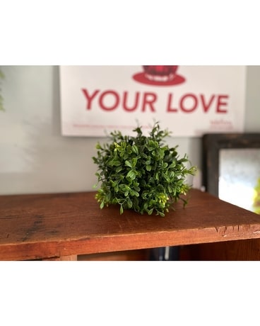 Small Boxwood Orb Flowers