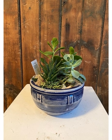 Succulent Garden In Dark Blue Ceramic Plant