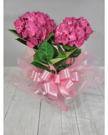 Hydrangea Plant Plant