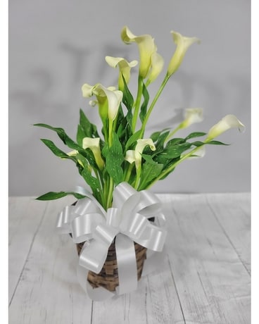 Calla Lily Plant Plant