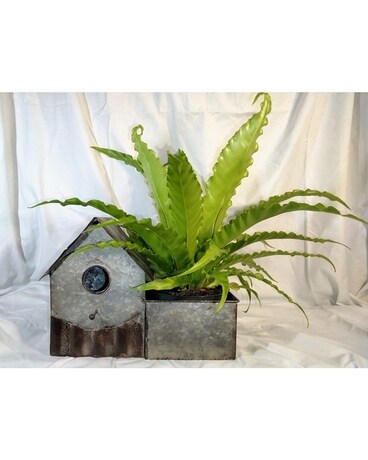 Birdnest in Birdhouse Plant