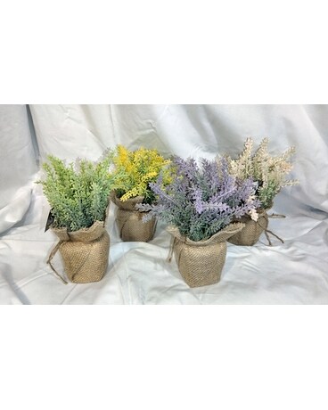 Lavender Set Plant