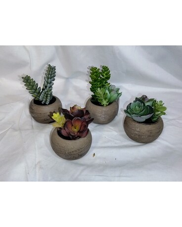 Succulent Set Custom product
