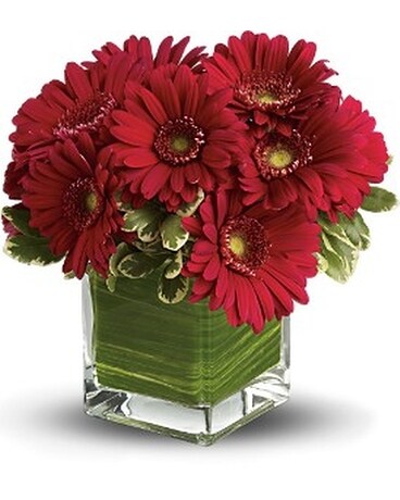 Teleflora's Southern Living Gerbera Bouquet Flower Arrangement