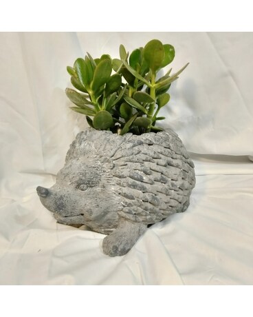 Wild Jade Plant