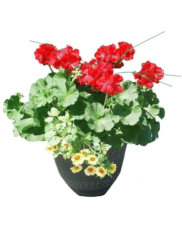 Mixed Spring Porch Pot 10 inch Flower Arrangement