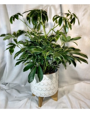 Table Top Plant of Day Plant