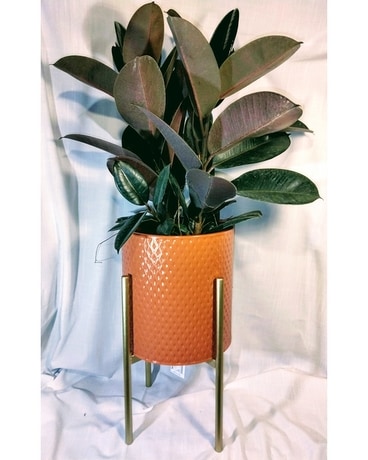 Orange Plant Stand Plant
