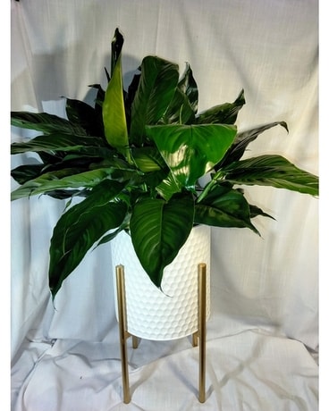 White Plant Stand Plant