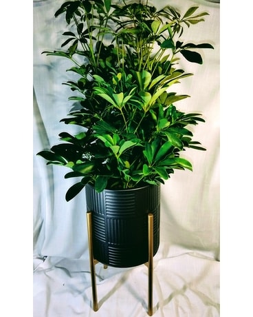 Black Plant Stand Plant