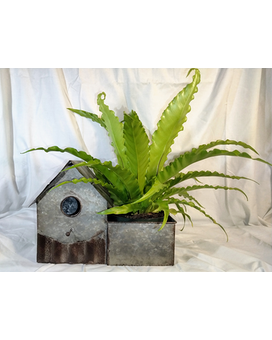 Birdnest in Birdhouse Plant