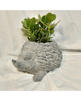 Wild Jade Plant