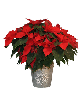 Perfect Poinsettia Plant