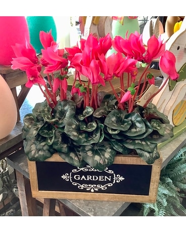 Cyclamen Garden Flower Arrangement