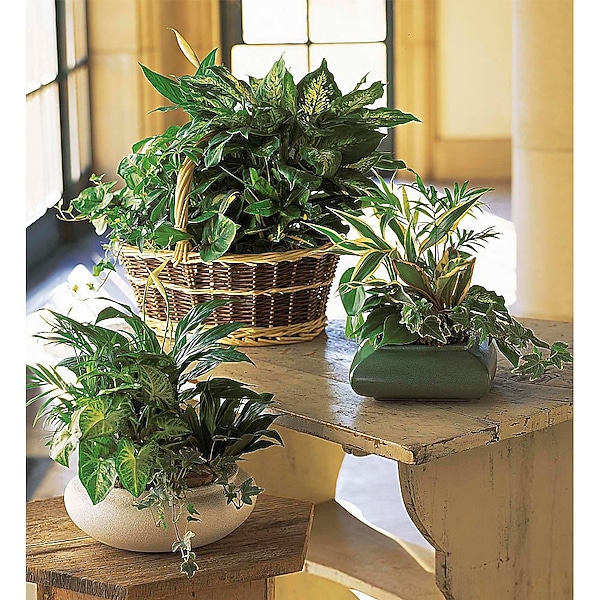 Assorted Plant Garden in Brooklyn NY - Barbara's Flower Shop