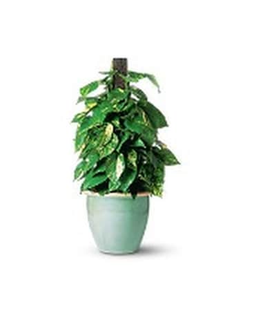 Pothos on Pole Plant