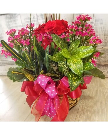Medium Blooming Dish Garden Plant