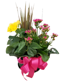 Small Blooming Dish Garden