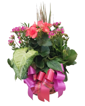 Large Blooming Dish Garden Flower Arrangement