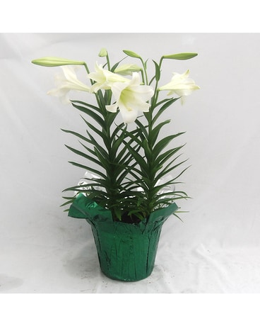 Easter Lily Plant