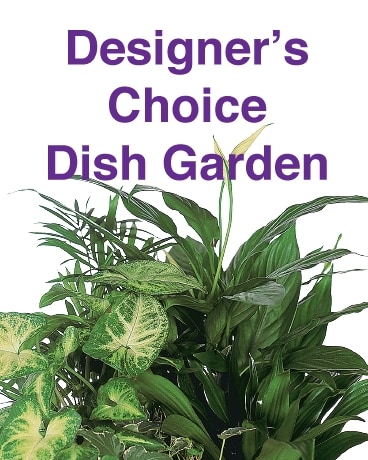 Designer's Choice Dish Garden Flower Arrangement