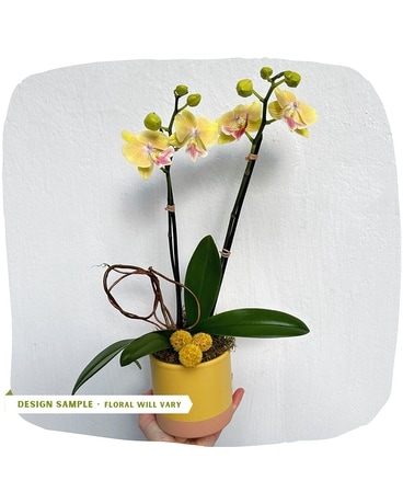 Mini Phalaenopsis Orchid Plant