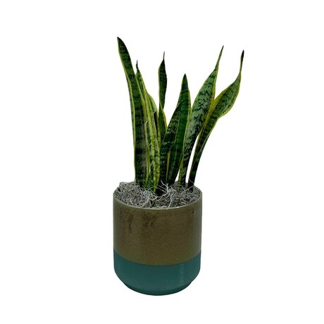 succulent plants live Adromischus Little Pepper | Live Succulent Plant main image 1