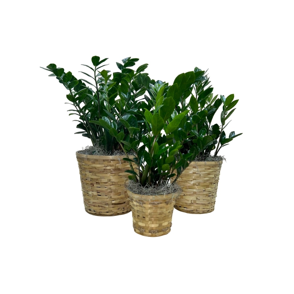 Large ZZ Plant in Knoxville TN - Halls Flower Shop