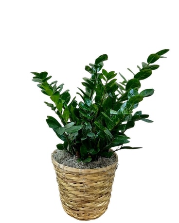 Large ZZ Plant in Knoxville TN - Halls Flower Shop