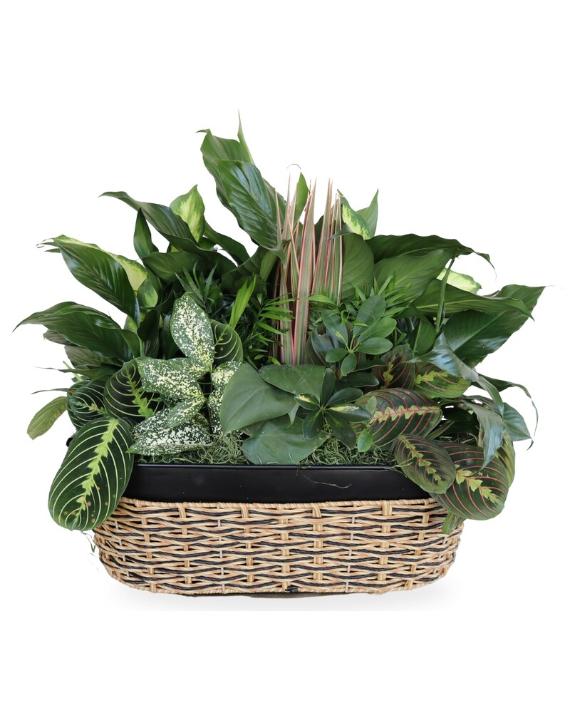 Sympathy Plants in Knoxville, TN | Halls Flower Shop