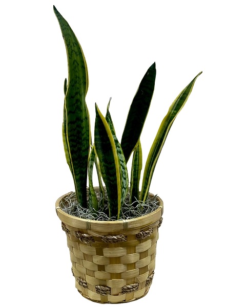 Small Snake Plant in Knoxville TN - Halls Flower Shop