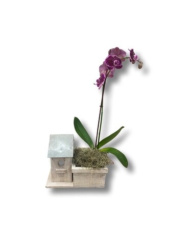 BIRDHOUSE W/ORCHID PLANT Plant